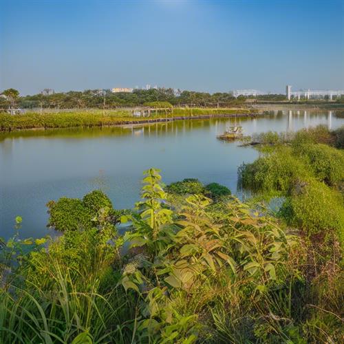 广州增城鹤之洲湿地公园：免费开放，自然与文化交融之地。