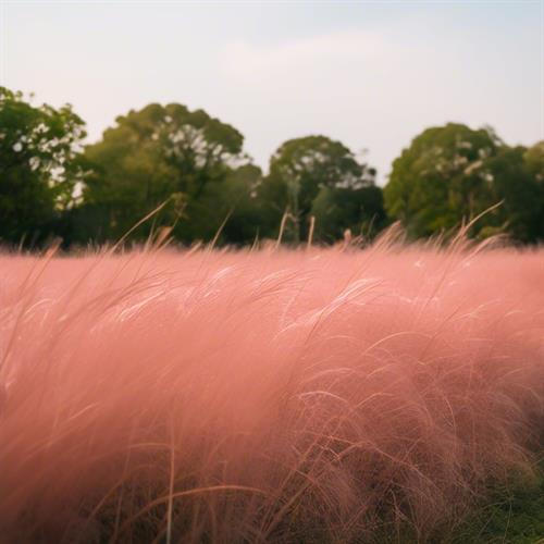 太仓现代农业园的美景：粉色的粉黛乱子草与现代化的农业展示馆