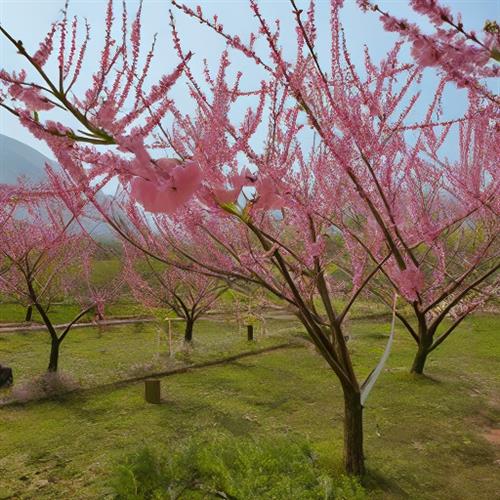 梭筛乡村公园：寻找桃花的赏花攻略